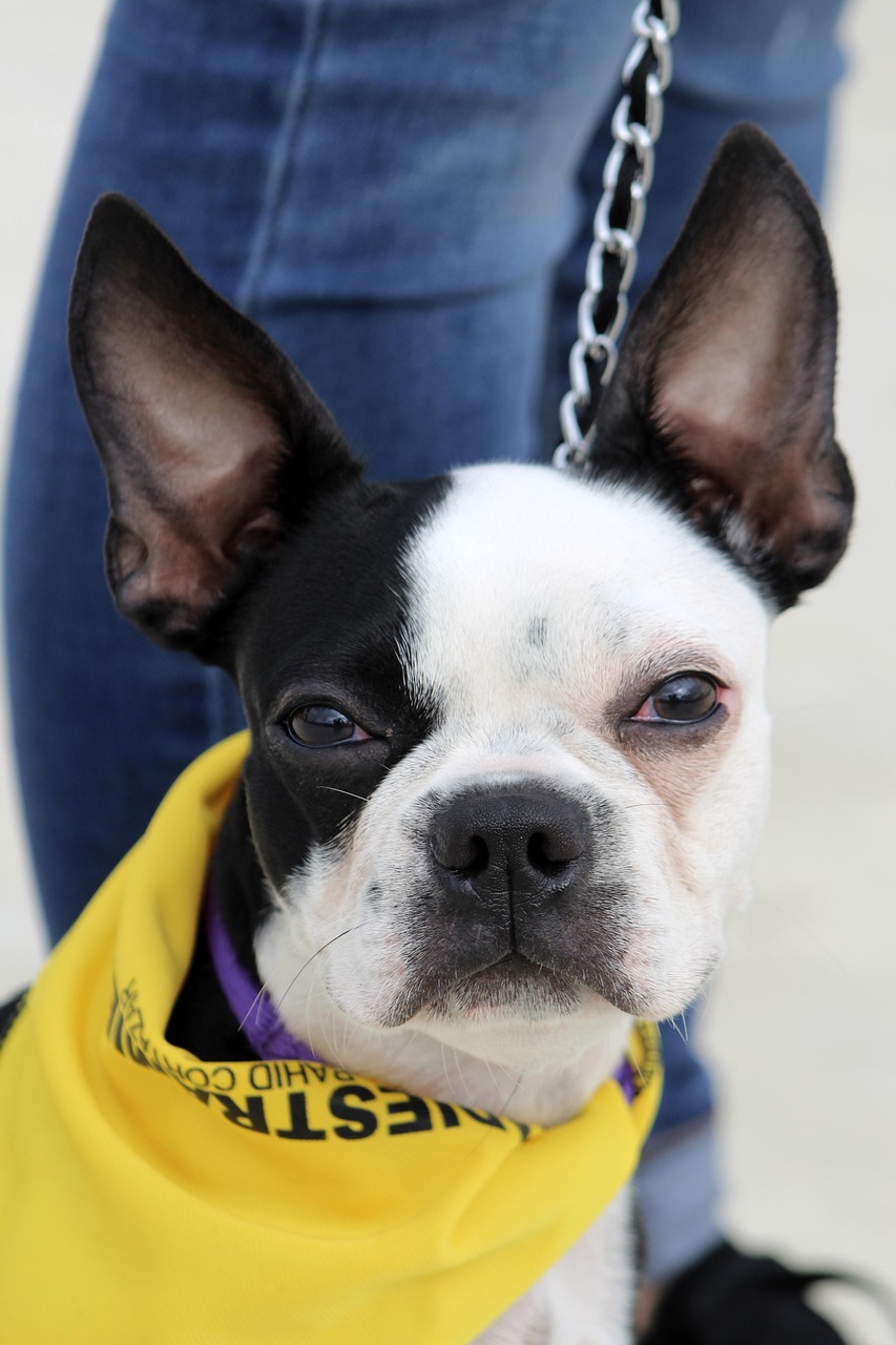 dog, dog smile, happy, puppy, pet, cute, animal, portrait, smiling, canine, doggy, adorable, obediencia, obediencia canina, ojos, big eyes, nature, naughty face, perro, perros, bull terrier, obedience, attention