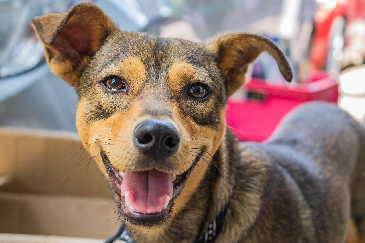 dog, perro, animal, mascota, doggy, pet, adorable, brown dog