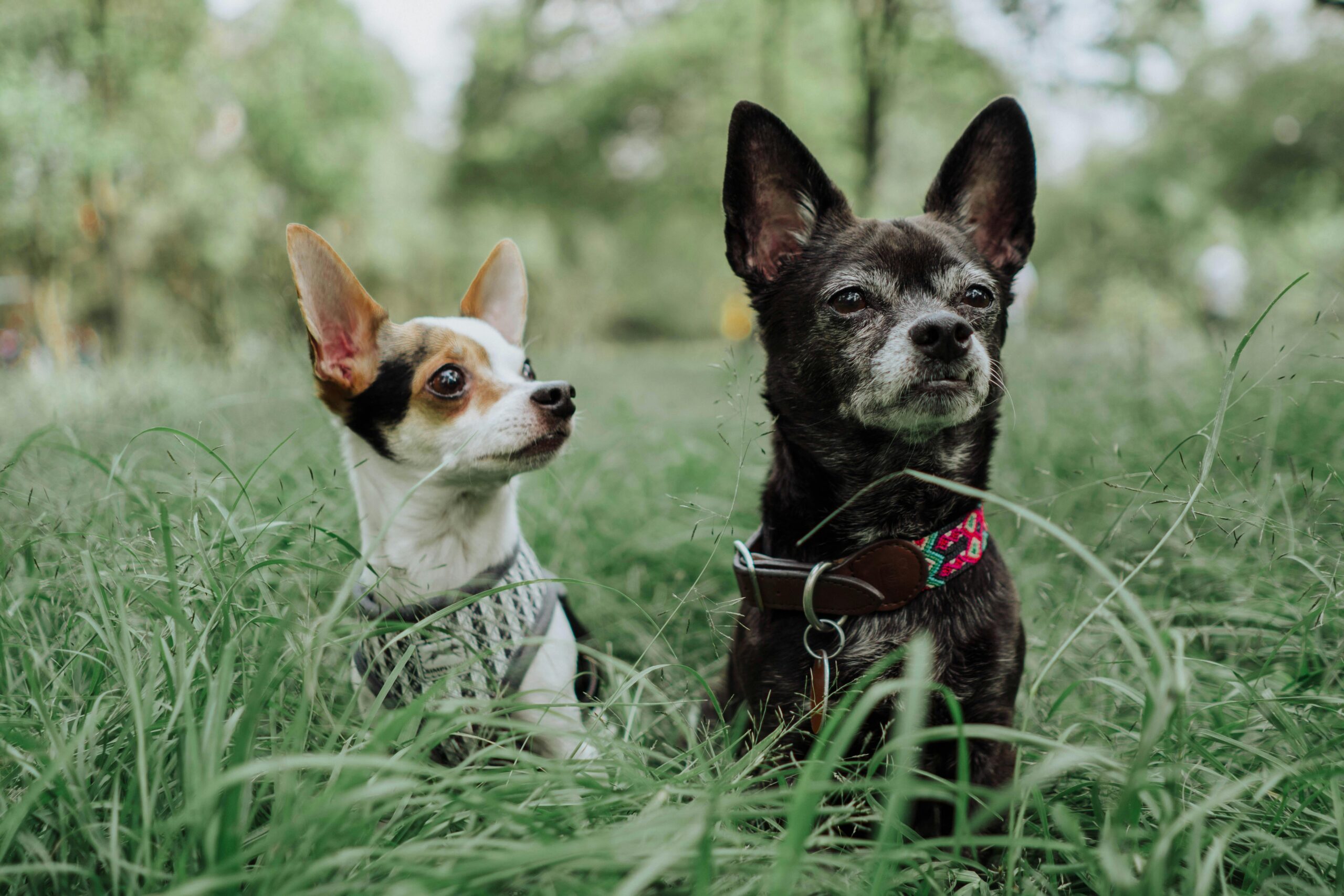 Two adorable chihuahuas relaxing in a grassy outdoor setting, embodying cuteness.