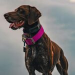 Collar GPS para perros Localiza a tu perro en tiempo real y gana tranquilidad en cada paseo.