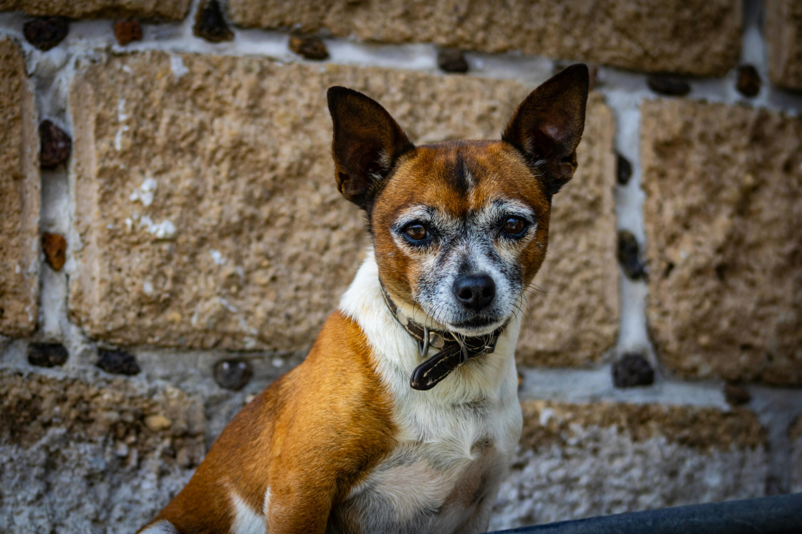 Charming chihuahua sitting against a rustic stone wall, showcasing its expressive features and alert demeanor.
