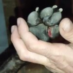 Lesiones de leishmaniasis en las almohadillas de la pata de tayro