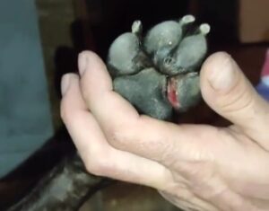Lesiones de leishmaniasis en las almohadillas de la pata de tayro