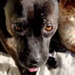 Perro Tayro con leishmaniasis en los ojos