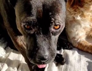 Perro Tayro con leishmaniasis en los ojos
