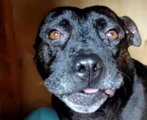 Inflamación con hinchazón en la boca por leishmaniasis canino