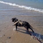 6 años después en la playa con nuestro perro tayro recuperado de leishmaniosis