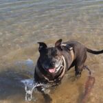 Tayro corriendo por la playa años después de superar la leishmaniasis