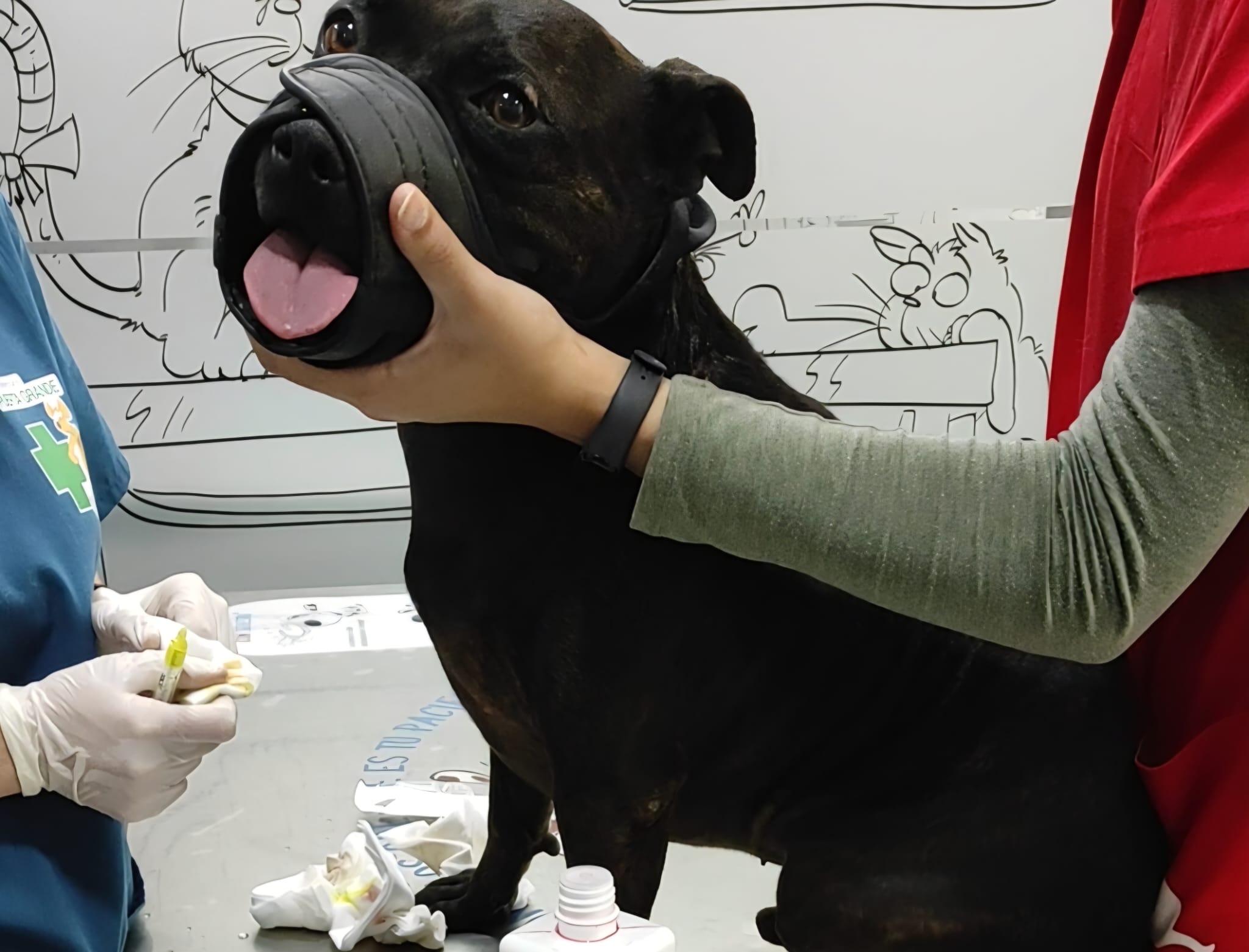 Mascota de CanesPasion en el veterinario tratando la leishmaniasis