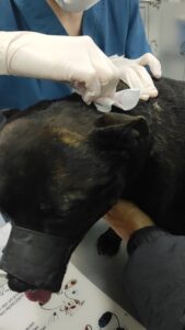Tratamiento veterinario de leishmaniasis en perro Tayro en clínica