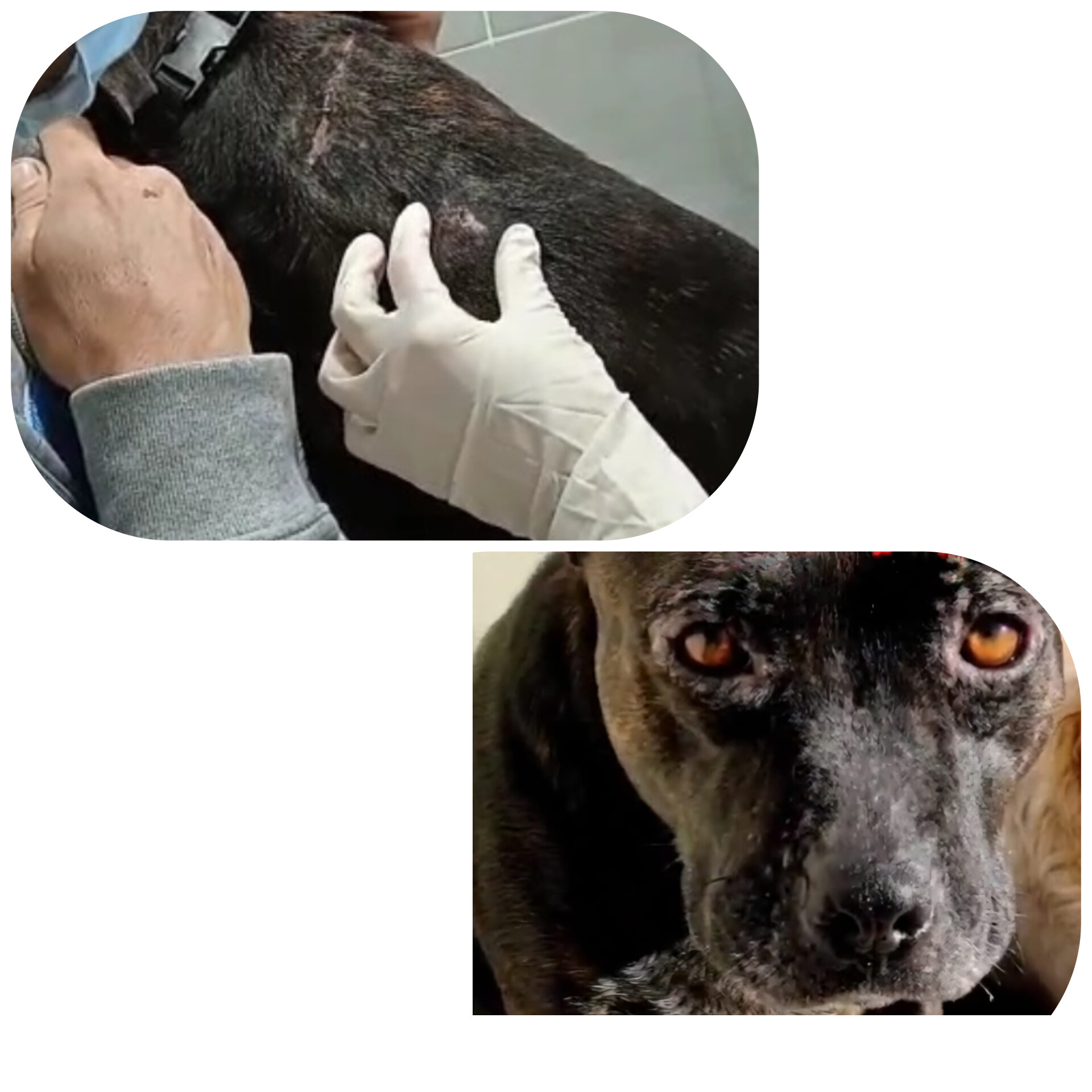 Perro Tayro en el veterinario durante revisión por leishmaniosis