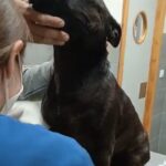 Tayro en el veterinario tratando su enfermedad de leishmaniasis