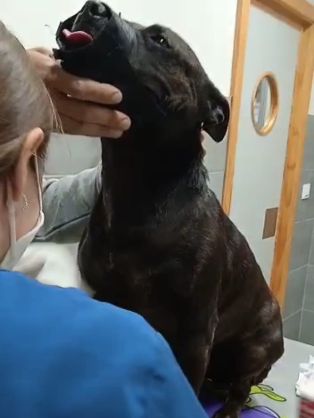 Tayro en el veterinario tratando su enfermedad de leishmaniasis
