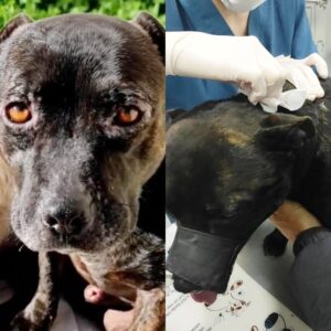 Tayro en consulta veterinaria por leishmaniasis
