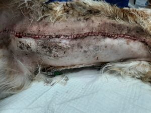Nuestra perra Ginebra despues de la intervención cirugía de tumores mamarios en perros