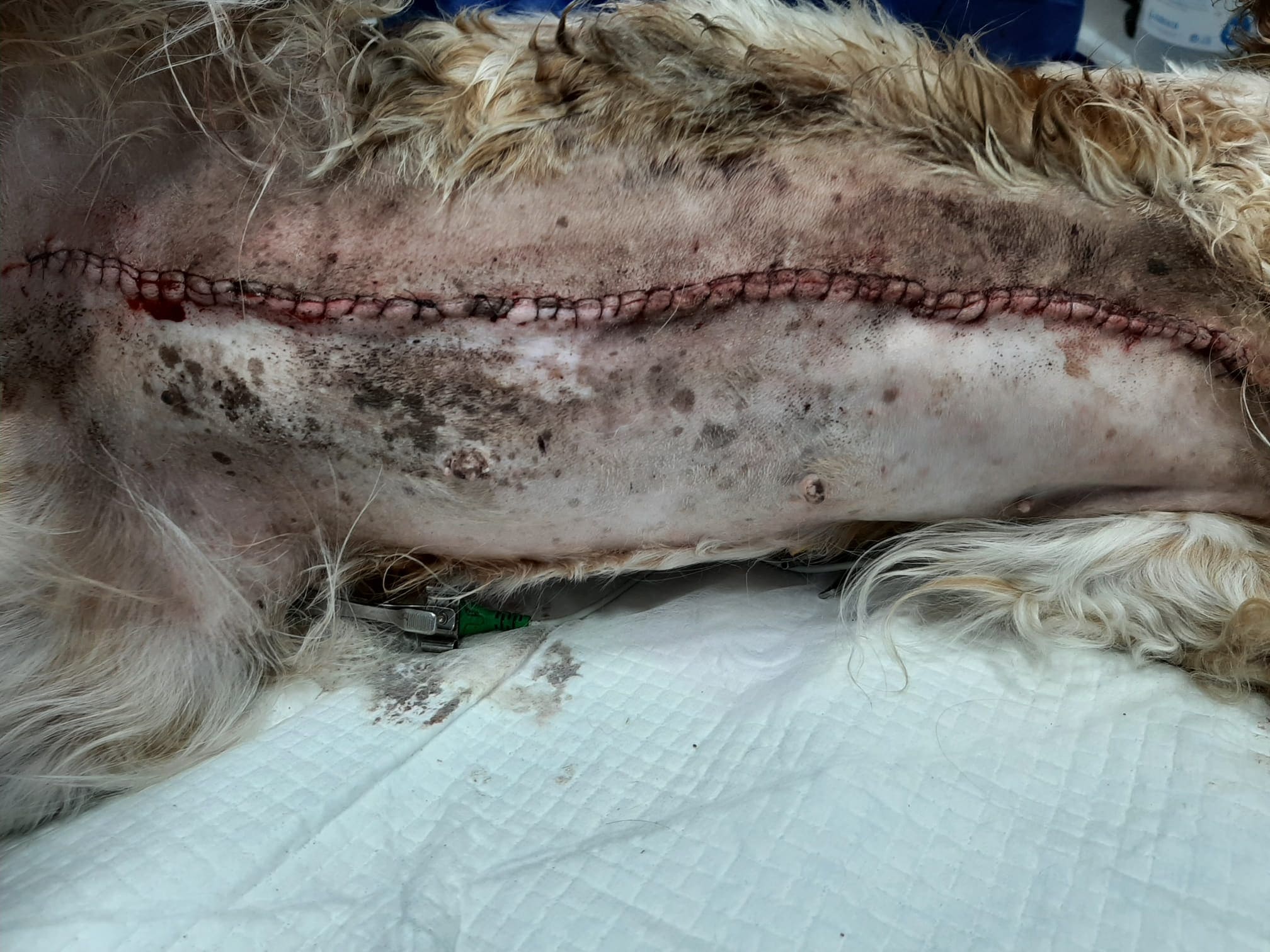 Nuestra perra Ginebra despues de la intervención cirugía de tumores mamarios en perros