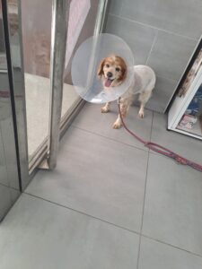 Ginebra, nuestra perra, saliendo de la operación tras la cirugía de un tumor mamario. Comienza su recuperación paso a paso.