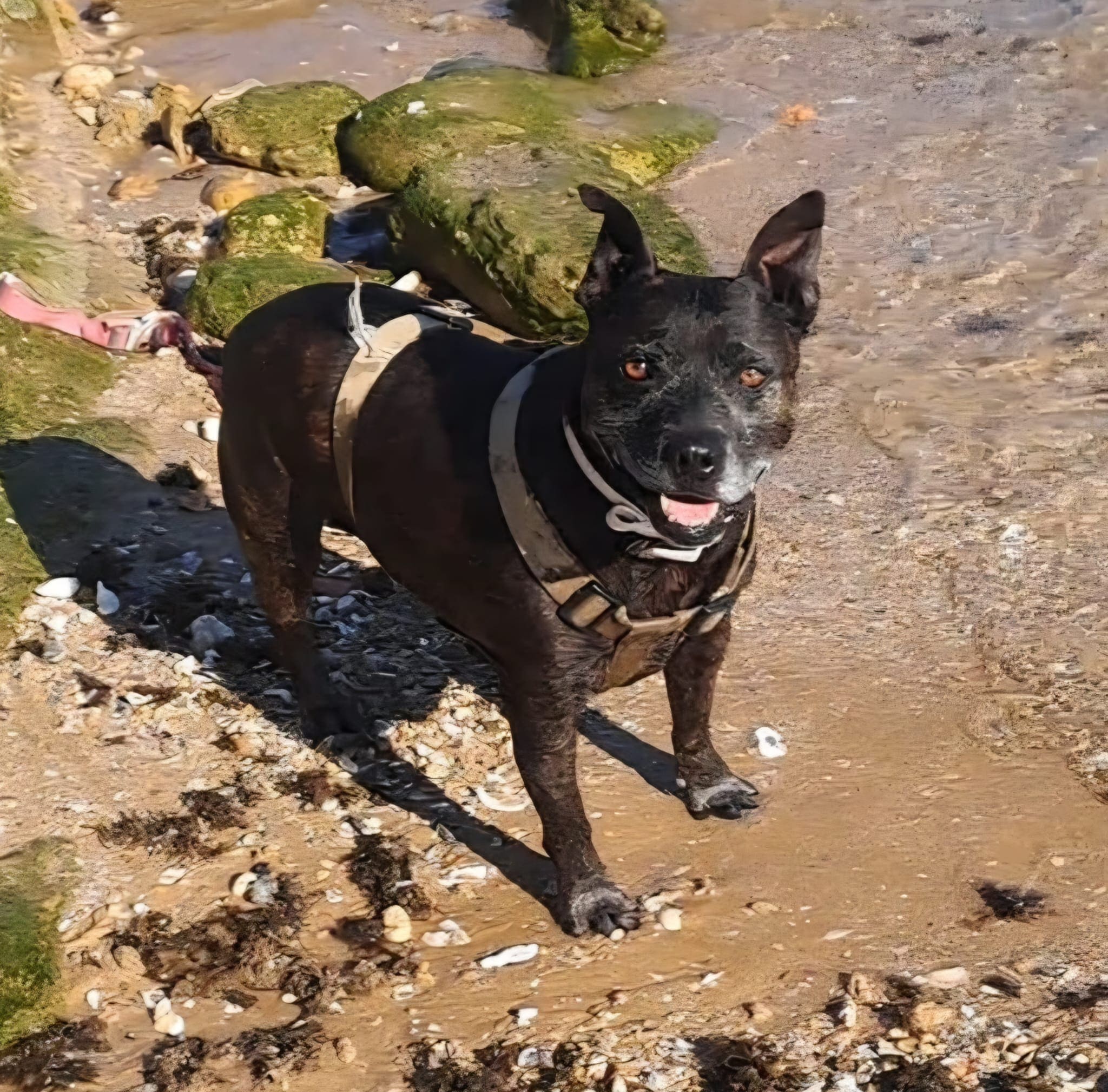 Tayro 6 años después del diagnóstico de leishmaniosis corriendo por la playa foto real junio 2026