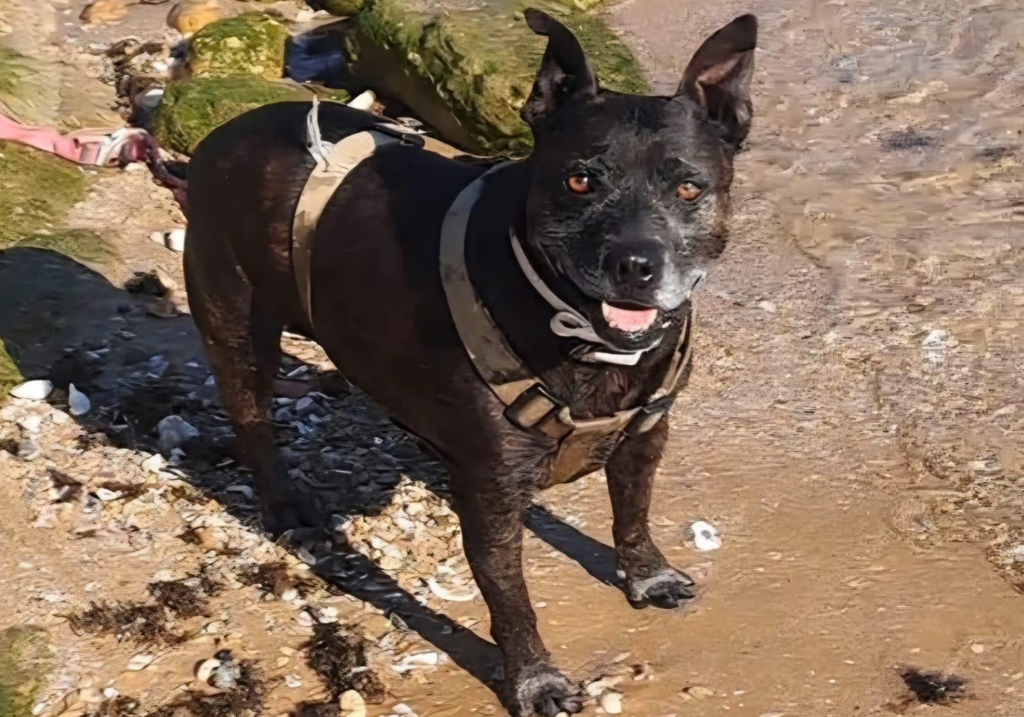 Nuestro perro tayro en la playa 6 años después de su lucha contra la leishmaniosis