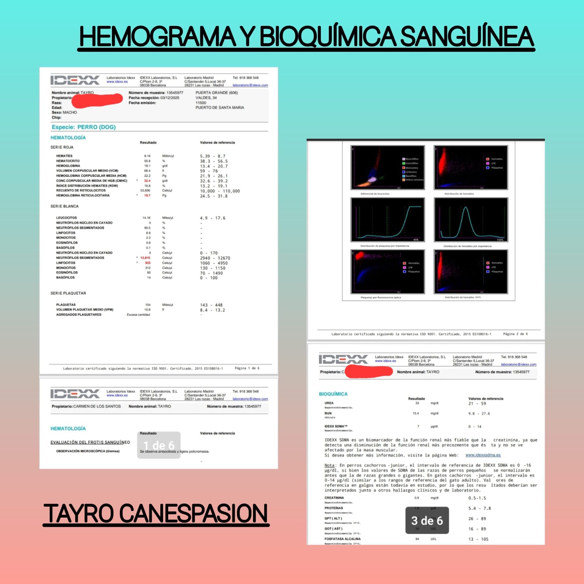 Análisis de sangre de Tayro para el diagnóstico y seguimiento de la leishmaniosis canina.