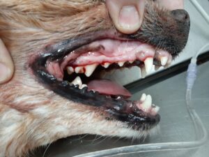 Fibroma odontogénico benigno en la boca de un perro antes de su extirpación.