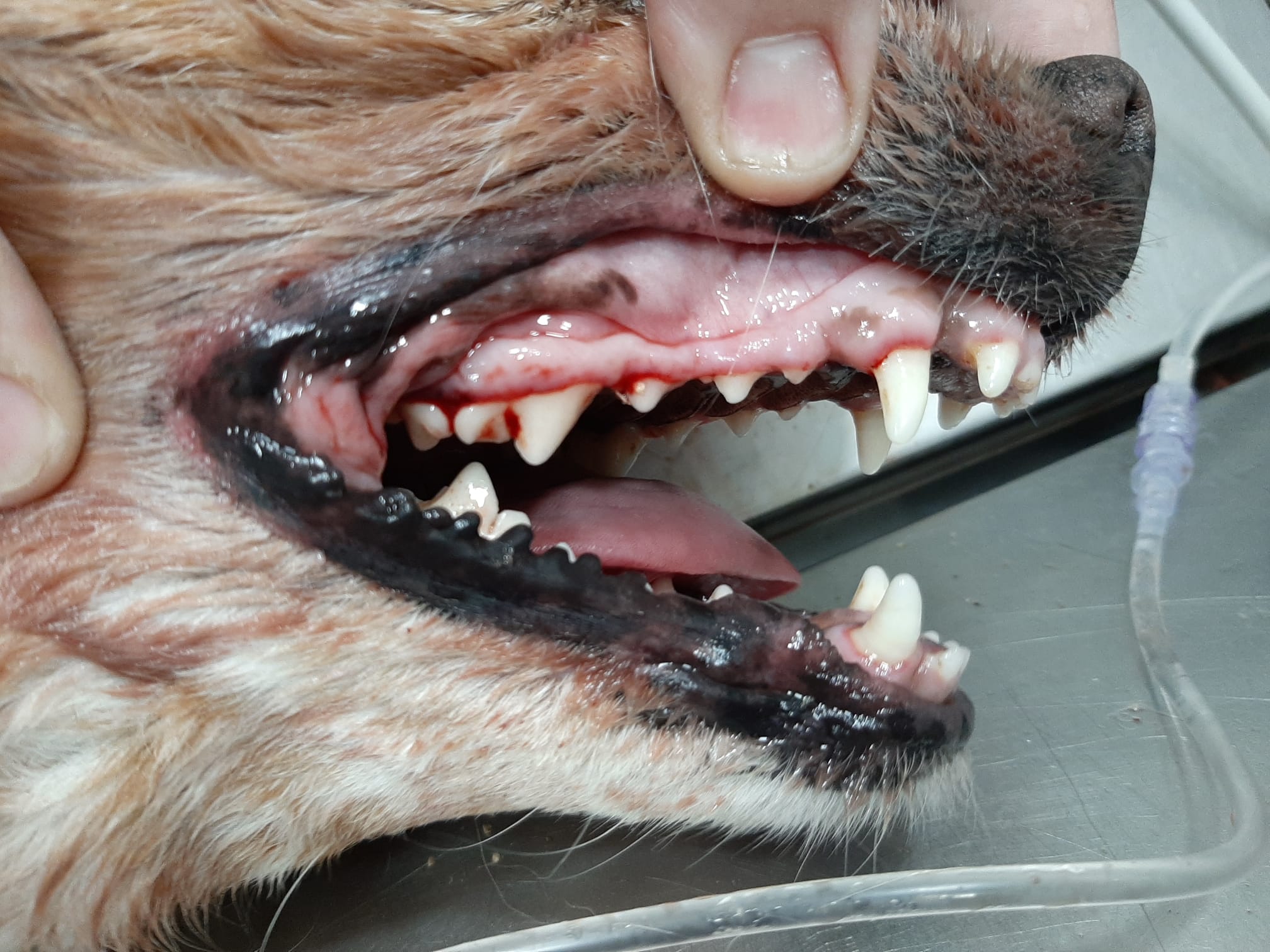 Fibroma odontogénico benigno en la boca de un perro antes de su extirpación.