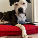 Perro de raza mestiza extremadamente delgado de pie en una clínica veterinaria durante su diagnóstico de la enfermedad del gusano del corazón.