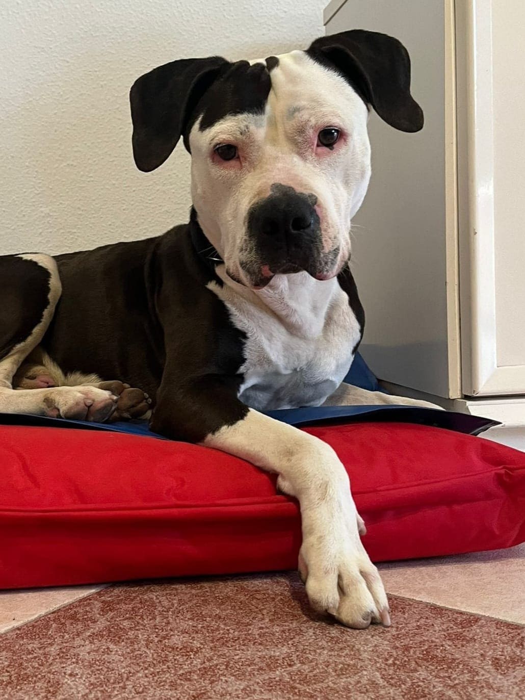 Perro de raza mestiza extremadamente delgado de pie en una clínica veterinaria durante su diagnóstico de la enfermedad del gusano del corazón.
