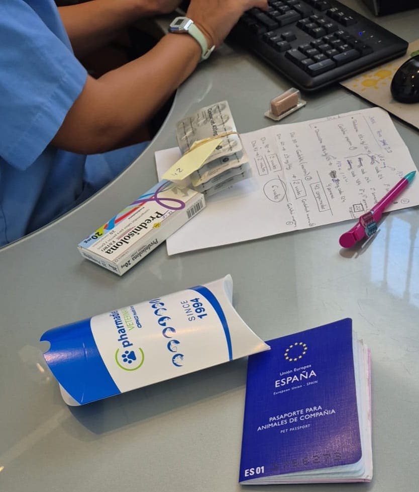 Galleta en el veterinario durante la revisión de su tratamiento con pimobendan