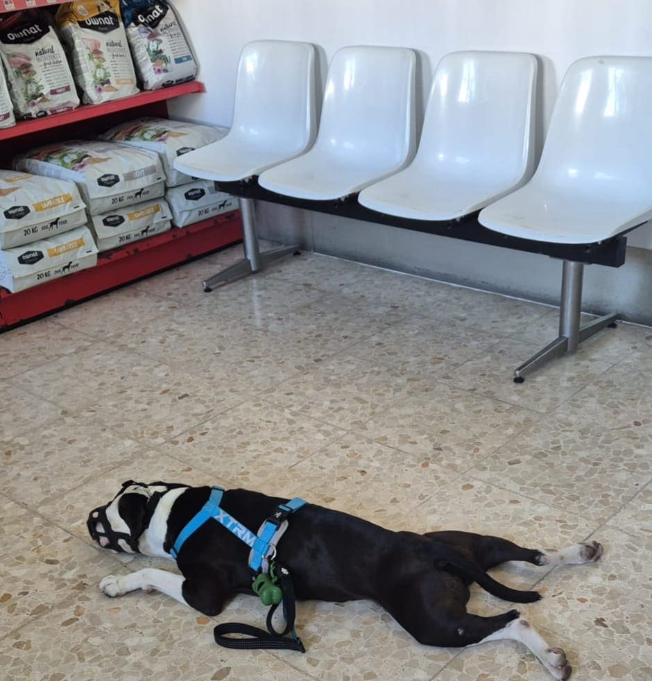 Galleta agotado en el suelo durante su visita al veterinario por su cardiopatía