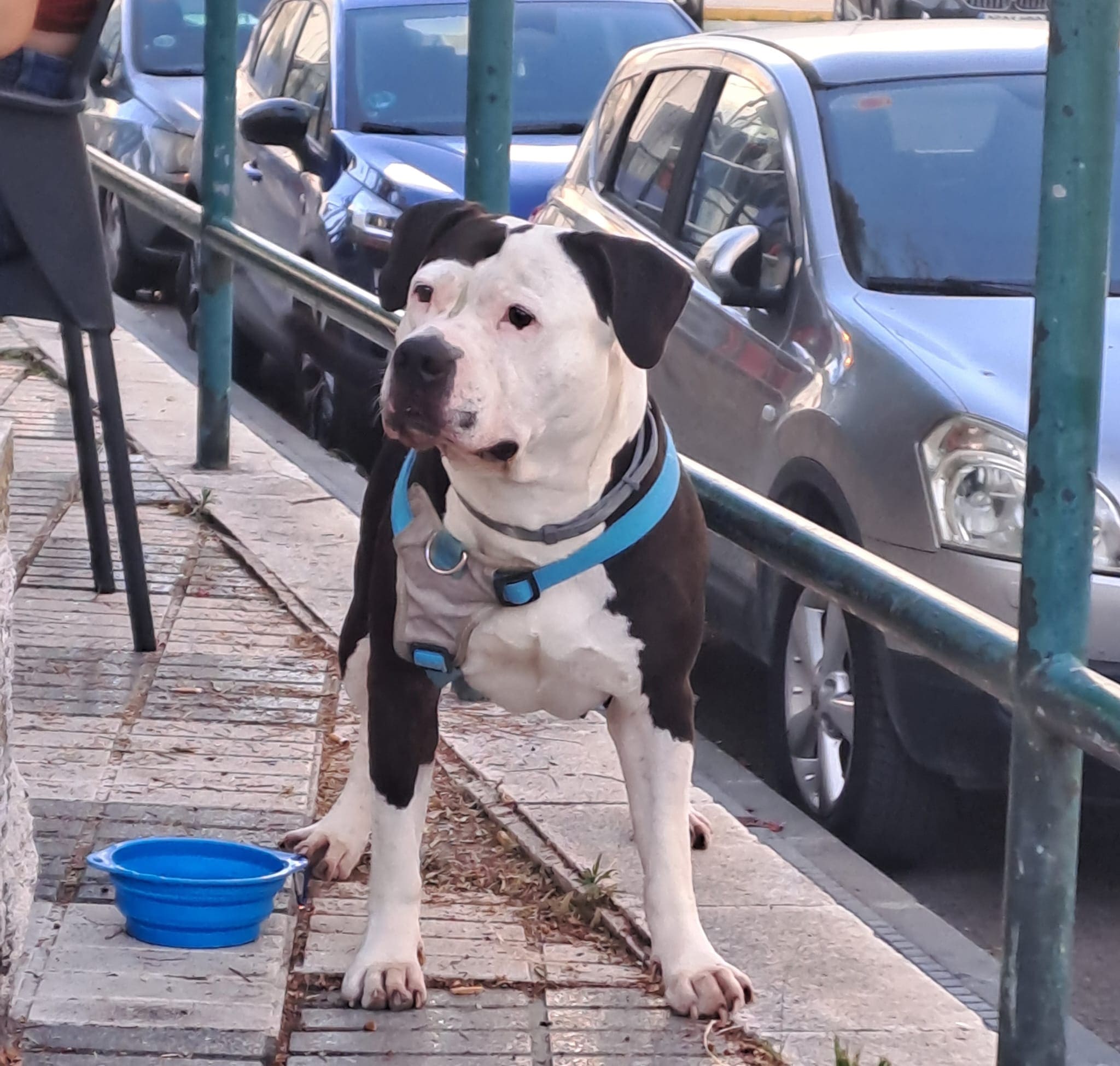 Galleta perro recuperado de gusano de corazón y rescatado de un
