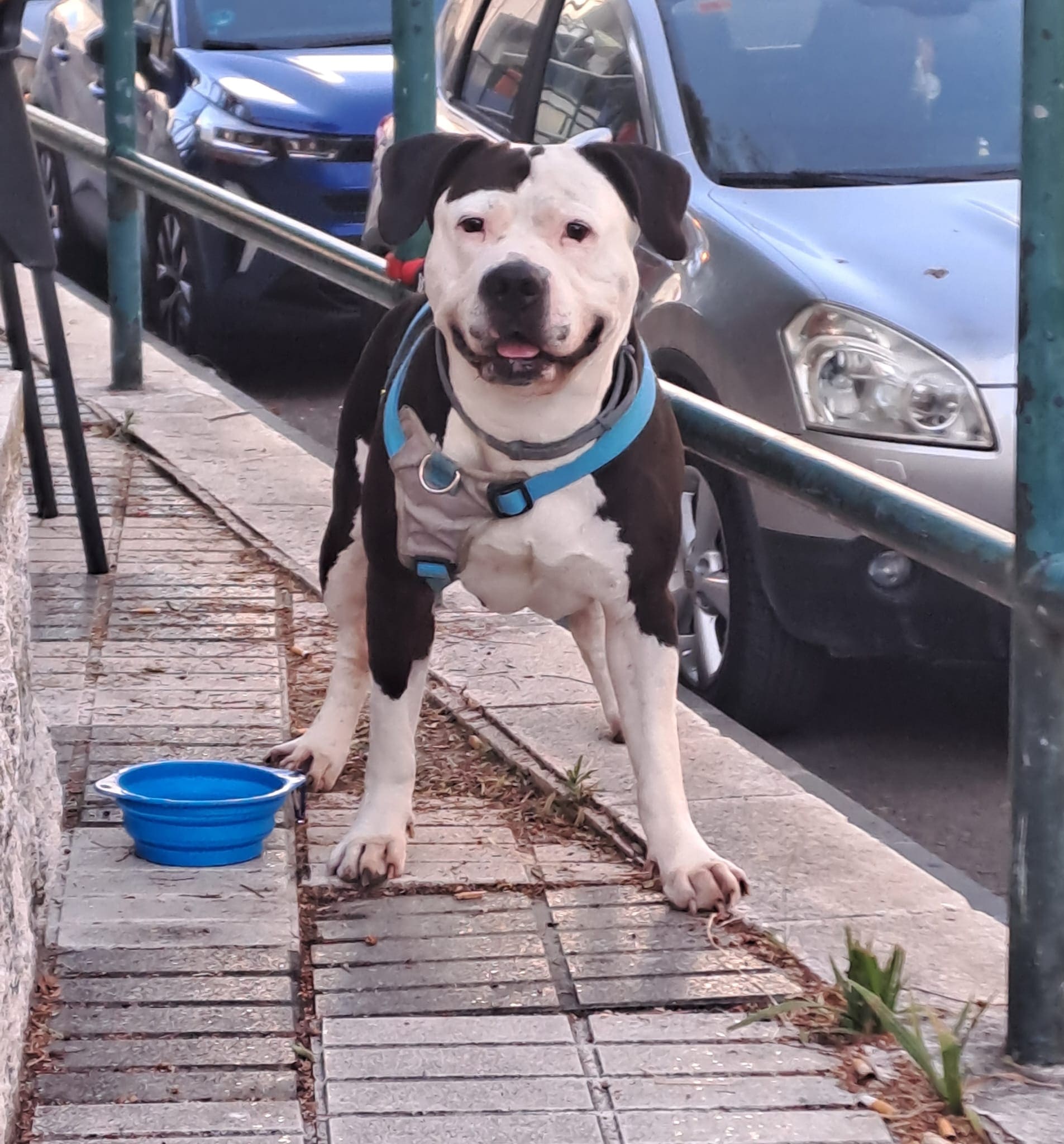 El perro Galleta paseando tras superar la enfermedad del gusano del corazón y recibir tratamiento veterinario