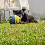 Tayro perro disfrutando del césped en casa y del bienestar diario